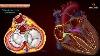 Conduction System Of The Heart Sinoatrial Node Av Node Bundle Of His Purkinje Fibers Animation